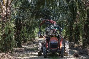 从联合国吵到达沃斯：印度制裁棕榈油大马伤不起缩略图