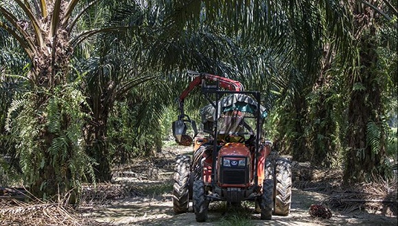 从联合国吵到达沃斯：印度制裁棕榈油大马伤不起