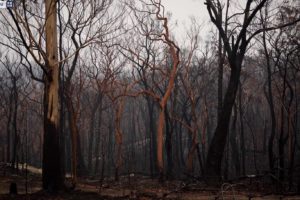 澳大利亚两大世界遗产区过半面积被烧毁缩略图
