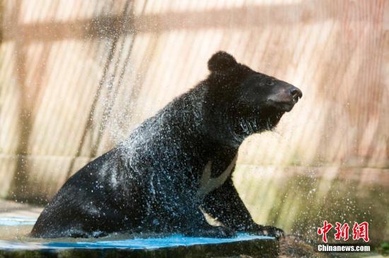 美国田纳西大学出现一头90公斤的黑熊 已送归山林