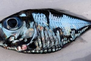日本渔民捕获谜之深海鱼：可怕又美丽 越看越入迷缩略图