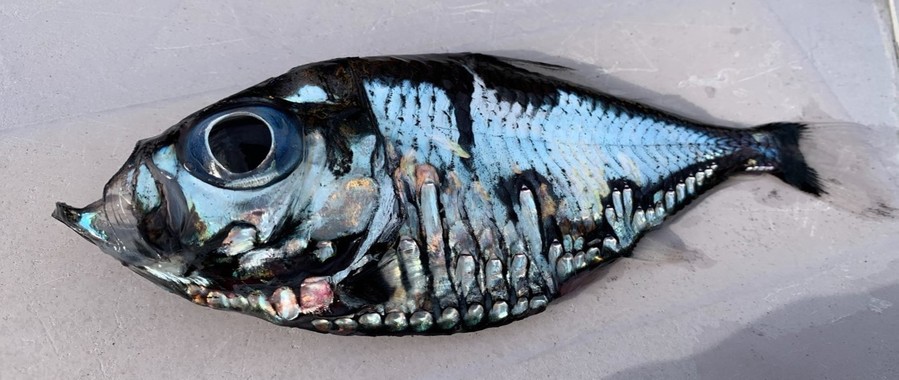 日本渔民捕获谜之深海鱼：可怕又美丽 越看越入迷