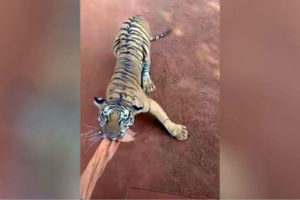 印度动物园游览巴士遭老虎猛追 司机导游被停职缩略图