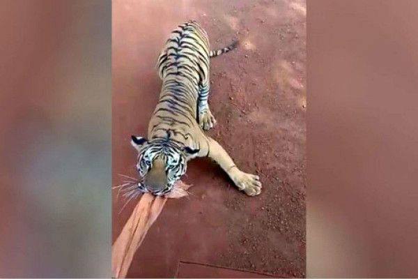 印度动物园游览巴士遭老虎猛追 司机导游被停职
