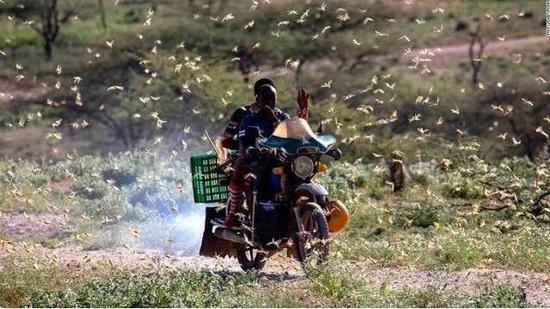 联合国蝗虫监测人员:印巴边境可能会出现大批蝗虫