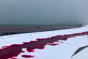 里海岸边雪地一夜间被“染红” 好似一大滩血迹缩略图