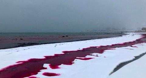 里海岸边雪地一夜间被“染红” 好似一大滩血迹
