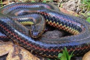 美国徒步旅客发现”彩虹蛇” 系消失50余年稀有品种缩略图