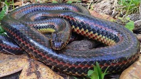 美国徒步旅客发现"彩虹蛇" 系消失50余年稀有品种