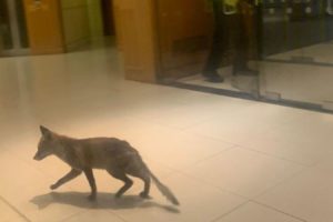 狐狸闯进英议会大楼 乘自动扶梯跑到四楼才被捕获缩略图