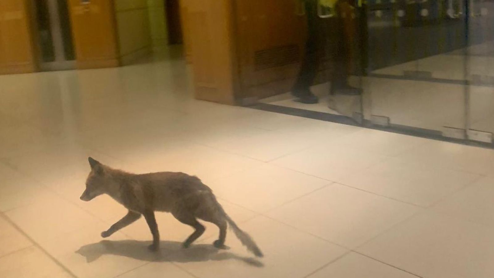 狐狸闯进英议会大楼 乘自动扶梯跑到四楼才被捕获