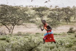 东非沙漠蝗虫肆虐 上千万民众陷缺粮危机缩略图