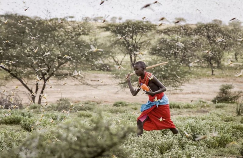 东非沙漠蝗虫肆虐 上千万民众陷缺粮危机