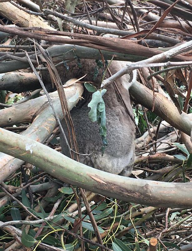 澳大利亚伐木致数十只考拉死亡 动物保护者怒斥