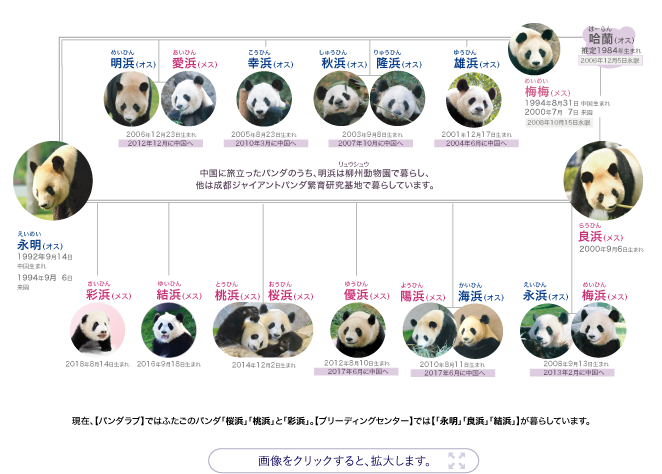 旅日大熊猫收到情人节礼物 还有5份“告白”(图)