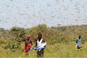 联合国蝗虫监测人员:印巴边境可能会出现大批蝗虫缩略图