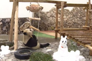旅日大熊猫收到情人节礼物 还有5份“告白”(图)缩略图