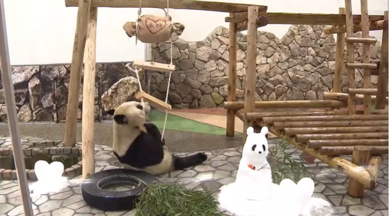 旅日大熊猫收到情人节礼物 还有5份“告白”(图)