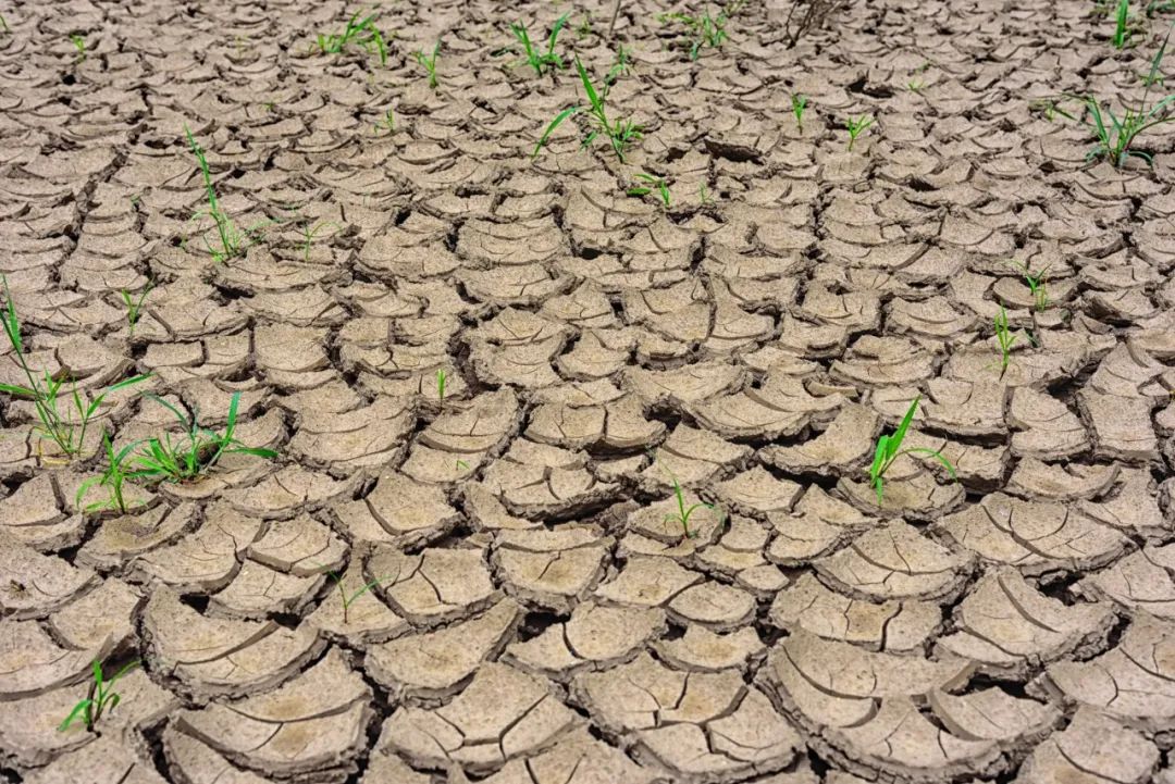 非洲蝗灾或将卷土重来 联合国粮农组织:形势严峻