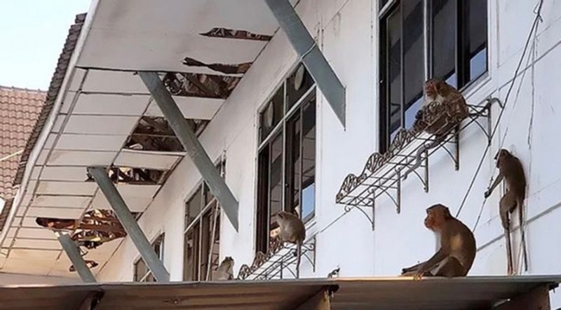 泰国饥饿猴群“洗劫”市政厅 迫使工作人员逃离