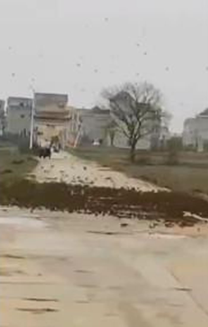 江西省鄱阳县三庙前乡出现“雀泛”怪像 上万只麻雀形成“鸟墙”挡在村庄对外道路上