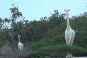 肯尼亚加里萨县“伊沙格比尼希罗拉保护区”2只极为罕见的白色长颈鹿母子遭杀害缩略图