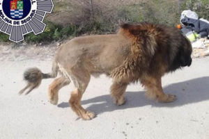 西班牙莫林纳塞古拉市居民报警称有只“狮子”在街上游走缩略图
