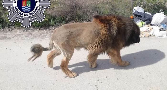 西班牙莫林纳塞古拉市居民报警称有只“狮子”在街上游走
