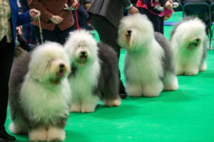 英国伯明翰国家展览中心举行全球最大狗展“Crufts” 上万只狗狗参与缩略图