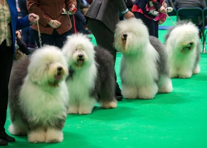 英国伯明翰国家展览中心举行全球最大狗展“Crufts” 上万只狗狗参与