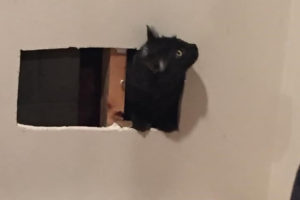 美国麻萨诸塞州法尔茅斯一只黑猫跑进墙中受困 消防员出动食物“引猫出洞”缩略图