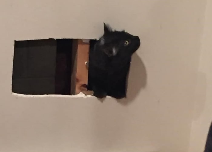 美国麻萨诸塞州法尔茅斯一只黑猫跑进墙中受困 消防员出动食物“引猫出洞”