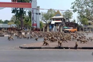 新冠肺炎疫情下游客骤减 泰国华富里街头猴群无人喂为香蕉打架缩略图