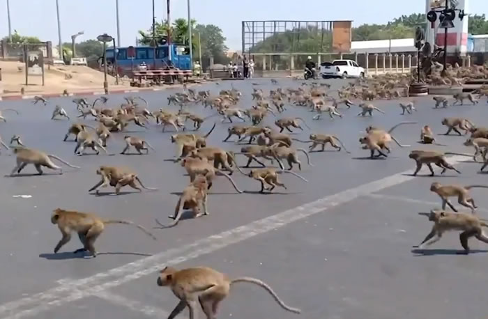 新冠肺炎疫情下游客骤减 泰国华富里街头猴群无人喂为香蕉打架