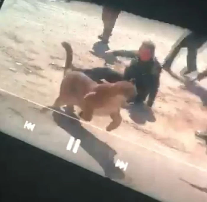 美国科罗拉多州发生美洲狮（山狮）肉搏女警的惊险画面