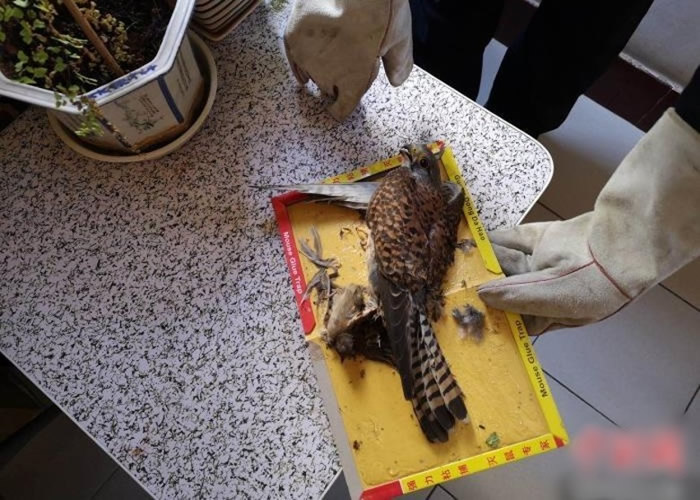 云南省昆明市红隼猎杀麻雀时双双被困在强力粘鼠胶板上