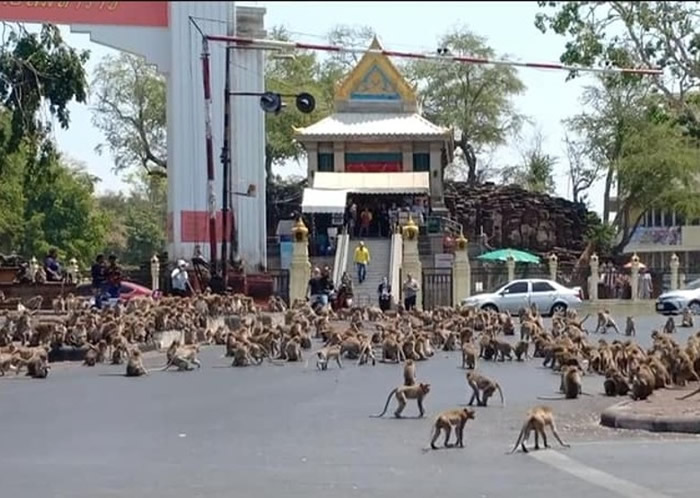 泰国华富里庙宇外发生猴群殴斗事件 吓煞途人瘫痪交通