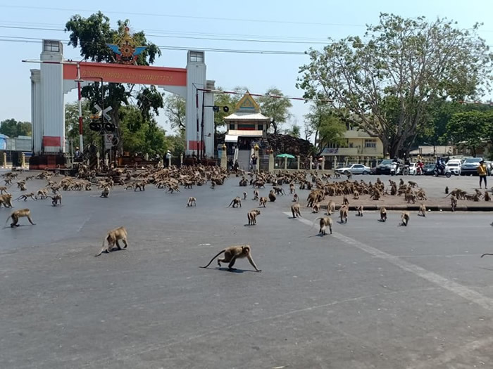 泰国华富里庙宇外发生猴群殴斗事件 吓煞途人瘫痪交通