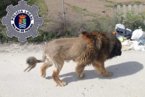 “万兽之王”雄狮在西班牙莫利纳瑟古拉城内游荡引恐慌 警察到场发现是松狮狗缩略图