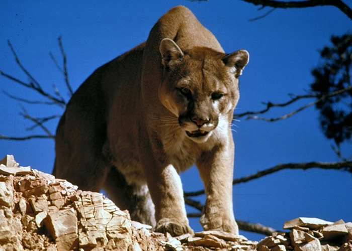 美国科罗拉多州拉夫兰女警遭美洲狮攻击 徒手肉搏逃出鬼门关