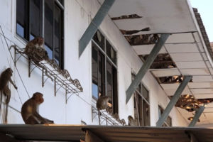 泰国中部班武里府的旧市政厅遭到猴群攻占 将大楼的屋顶挖出大洞缩略图