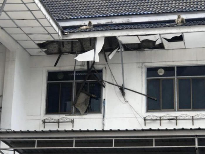 泰国中部班武里府的旧市政厅遭到猴群攻占 将大楼的屋顶挖出大洞