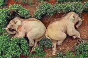 亚洲象闯入云南省西双版纳州猛海县猛阿镇曼迈村 误食30公斤包谷酒醉倒在茶叶园缩略图