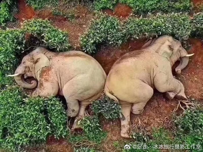 亚洲象闯入云南省西双版纳州猛海县猛阿镇曼迈村 误食30公斤包谷酒醉倒在茶叶园