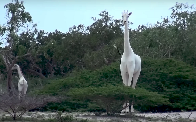 肯尼亚两只稀有纯白长颈鹿遭猎杀 全球或仅剩一只
