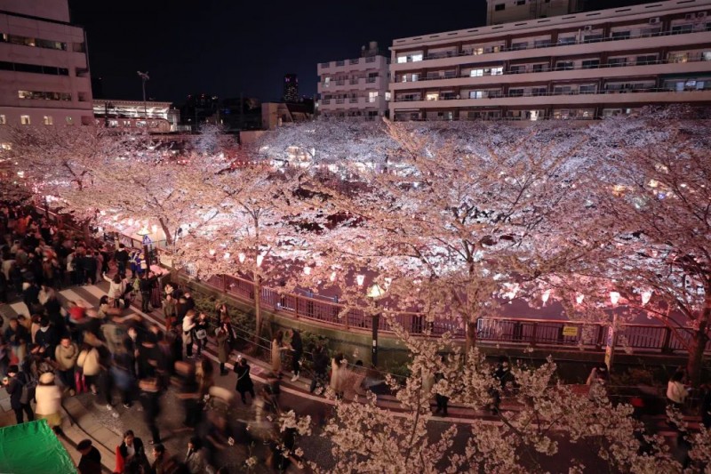 樱花季将至 日本政府很紧张 网友吵起来了