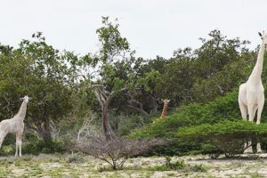 肯尼亚白长颈鹿母子惨遭猎杀，全球或仅剩下一只缩略图