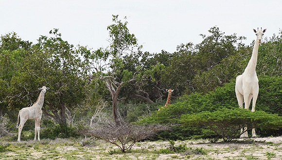 肯尼亚白长颈鹿母子惨遭猎杀，全球或仅剩下一只