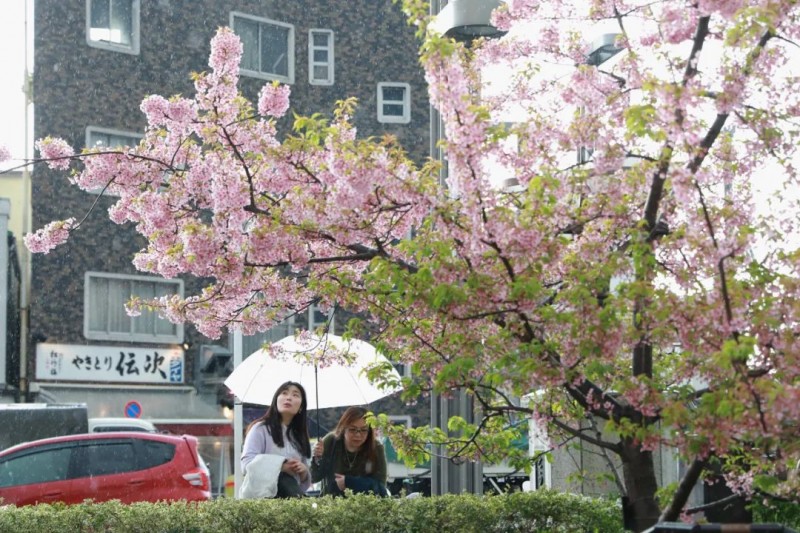 樱花季将至 日本政府很紧张 网友吵起来了