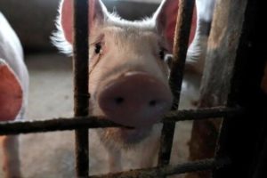 疫情让消费量骤减 美猪肉厂商考虑对生猪实施安乐死缩略图